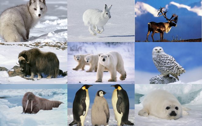 7 Animals To See In The Arctic - Snow Fall Creative