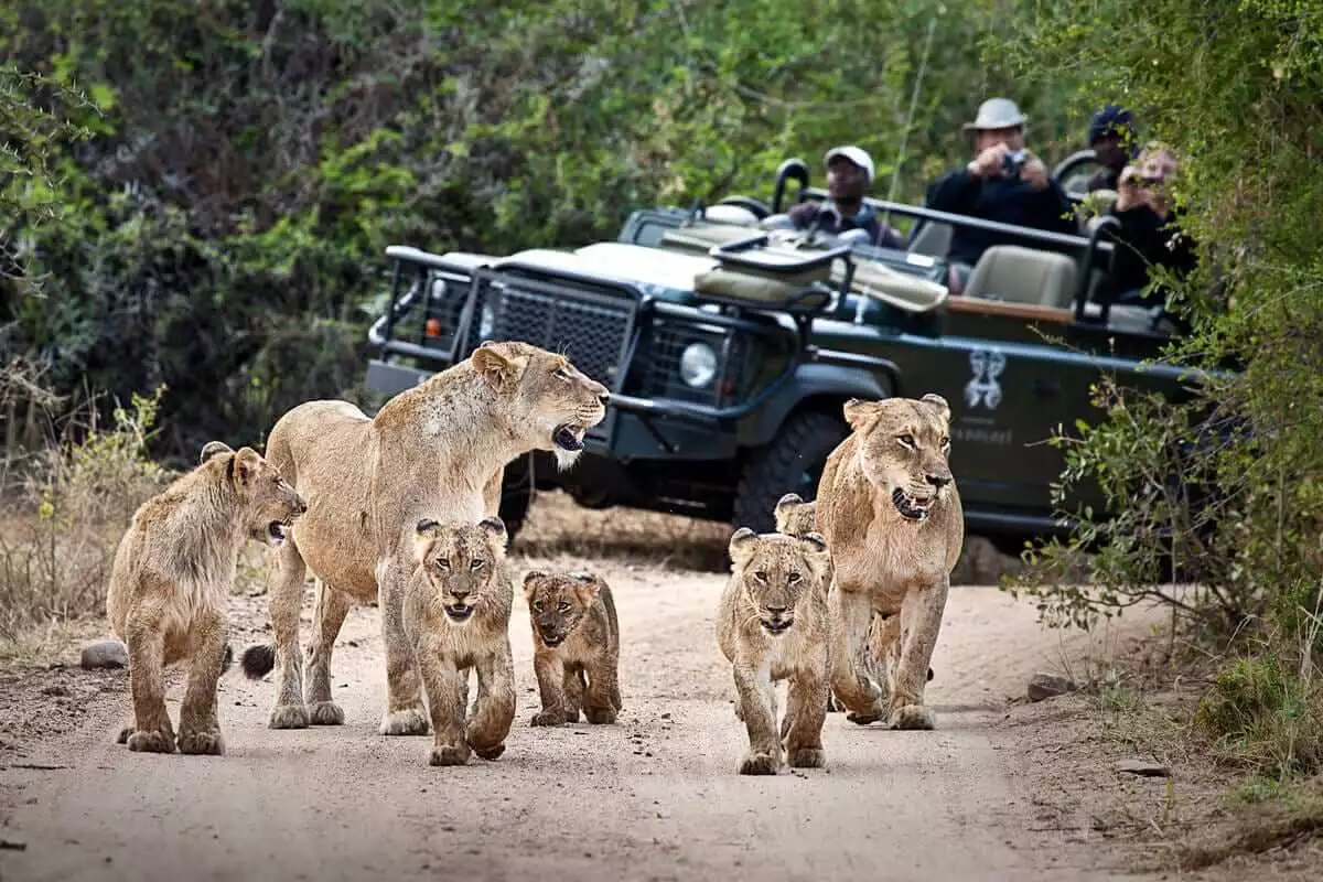 Zambia-Safari