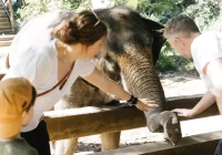 Elephant-Jungle-Sanctuary-Thailand