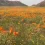 Flowers of Namaqualand: Planning a Trip During Peak Flower Season
