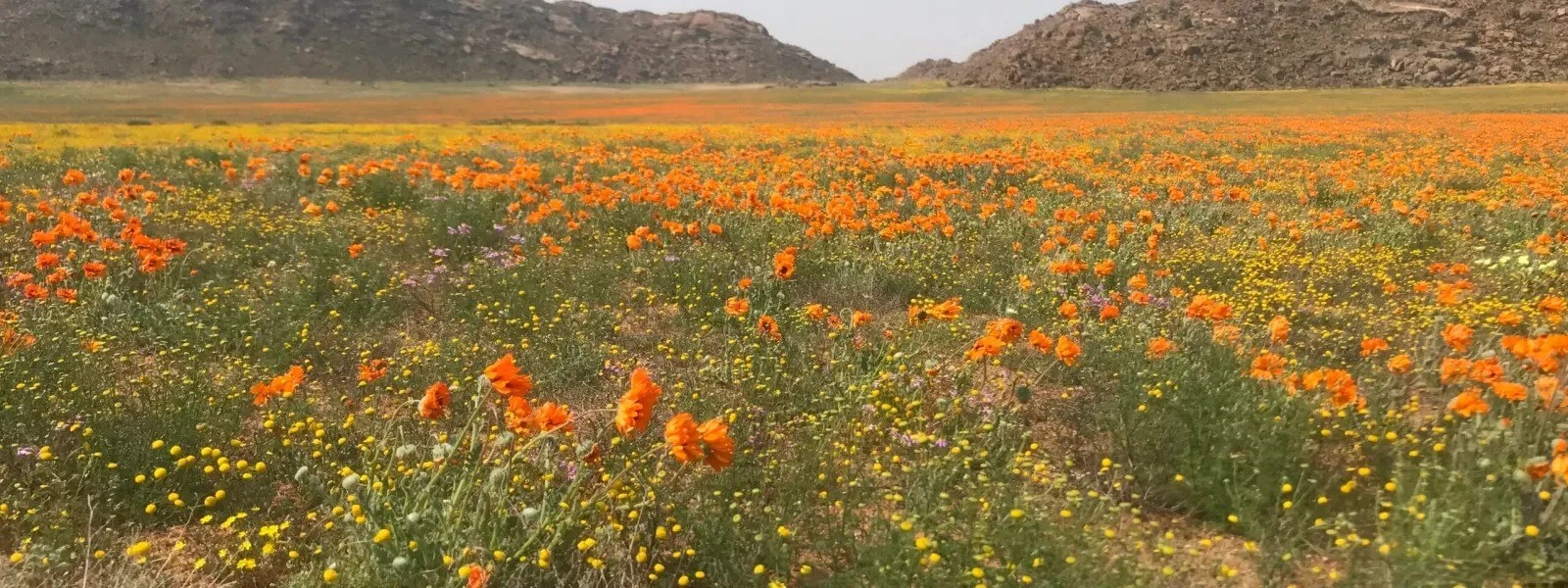 Peak Flower Season