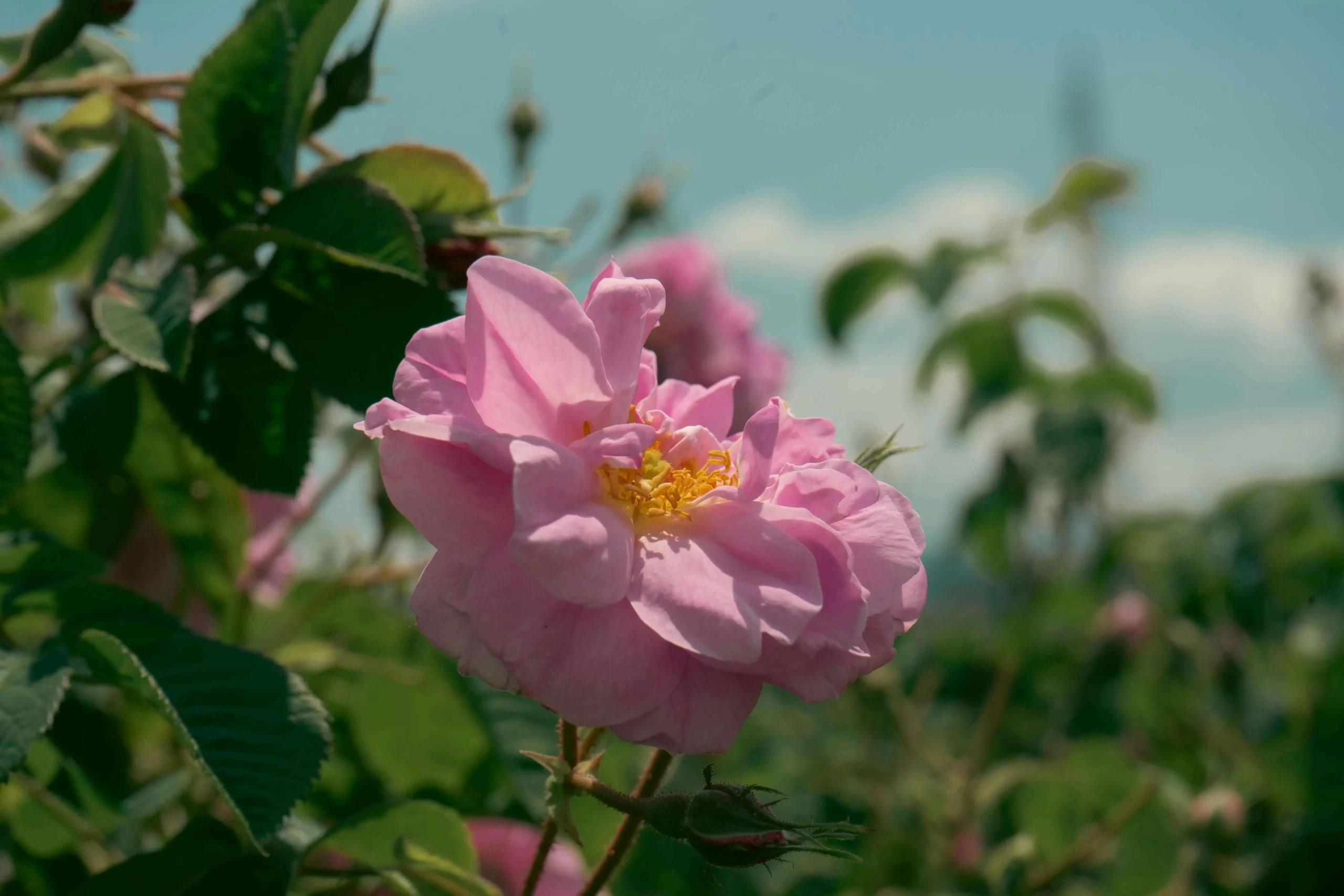 Rose Festival